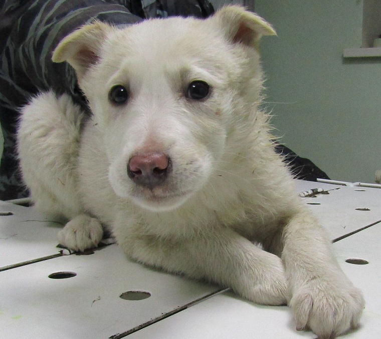 В Тюмени большая часть бездомных животных находит хозяев