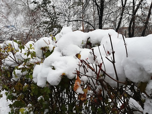 Как снег пригодится тюменским дачникам?