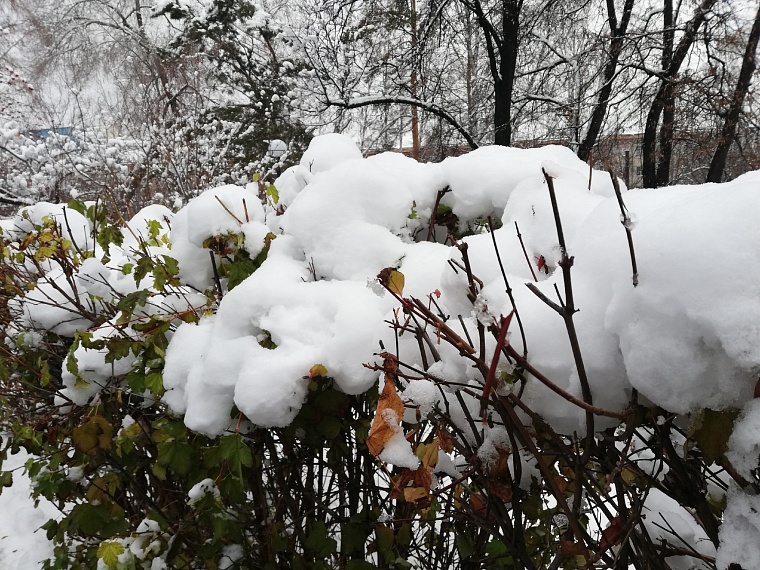 Как снег пригодится тюменским дачникам?