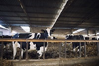 В Тюменском районе ввели карантин по лейкозу у коров