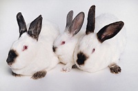 В ответ на морозы тюменские кролиководы увеличивают поголовье