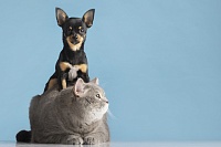 Подружить собаку и кошку реально - советы эксперта