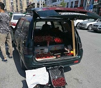 У нелегальных торговцев в Тюмени изъяли полтонны овощей и фруктов