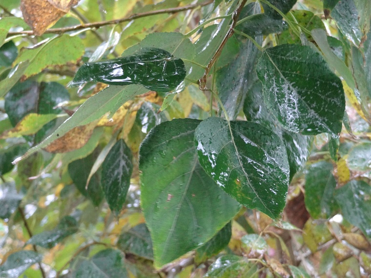 Народные приметы: дождь на Макрину - к сырой осени