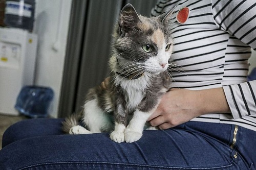 Котокафе "Мурка и Васька" выселят из дома следующей осенью