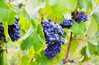 Тюменские садоводы рассказали, как выращивать виноград