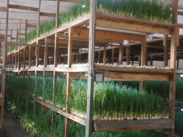 Тюменский предпринимать выращивает лук в колонии уже в течение 5 лет