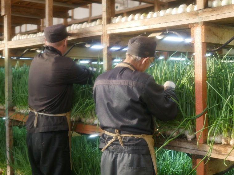 Белый лук в теплице тюменской колонии дает густую зелень