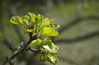 Вместо погибших лип в Тюмени высадили благородные сорта яблонь