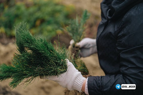 Александр Моор: На 2024 год запланировано восстановить леса на площади 9200 гектаров