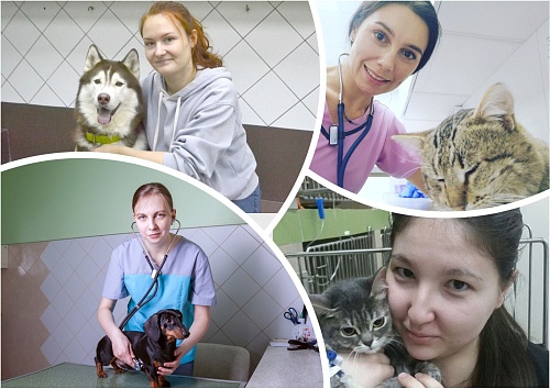 Как ветеринары в Тюмени спасают жизни животных