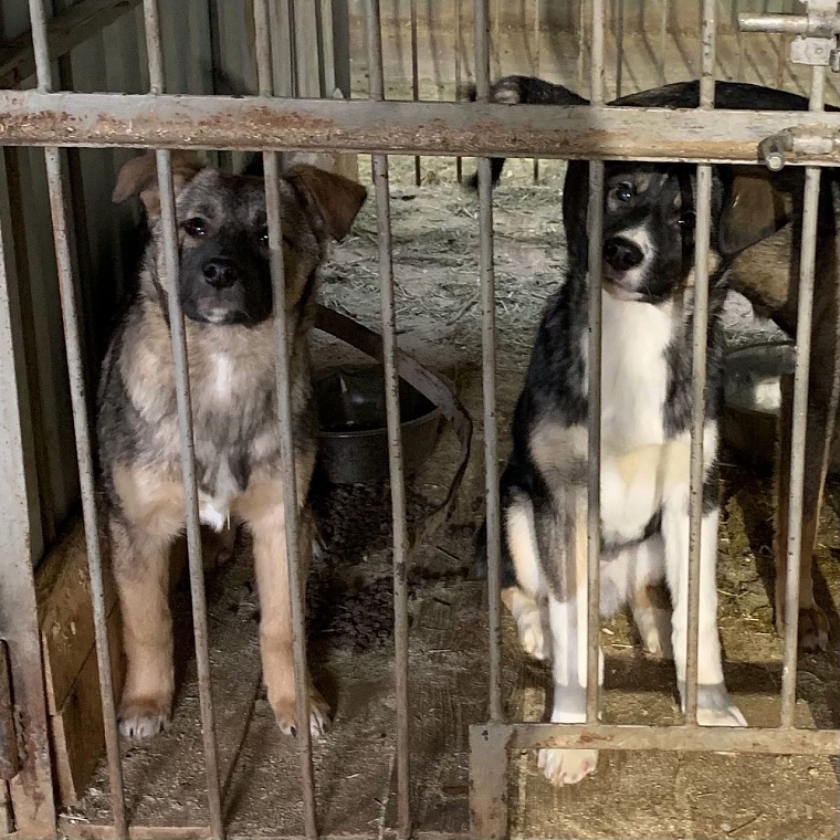 В 2020 году собаки напали почти на тысячу тюменцев