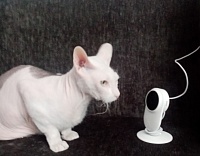 Наташин «кошкин дом»: как привить домашнему питомцу хорошие манеры с помощью цифрового помощника от "Ростелекома"