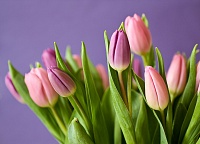 Пара в Заводоуковске выращивает тюльпаны специально к 8 Марта
