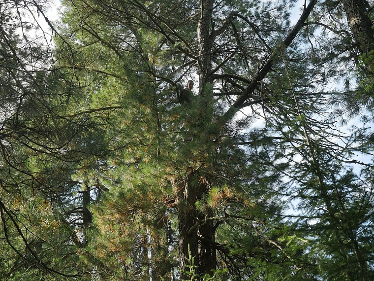 Испытано на себе: как мы кедровые шишки собирали