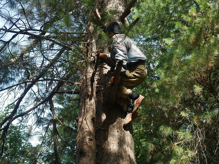 Испытано на себе: как мы кедровые шишки собирали