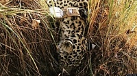 Новый паразит убил самку леопарда в Северной Осетии