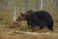 В двух районах Тюменской области ввели карантин из-за личинок в мясе медведя