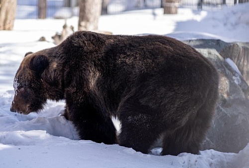 В Новосибирске оцепили местный бор из-за гуляющего там медведя
