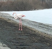 Под Тюменью на трассе людям встретился розовый фламинго