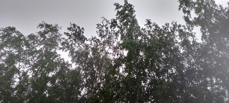 Народные приметы: северо-западный ветер принесет сырость и болезни