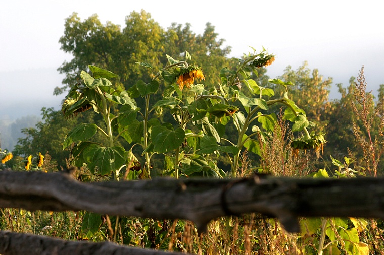 В Аромашевском районе в оборот ввели 75 новых земельных участков
