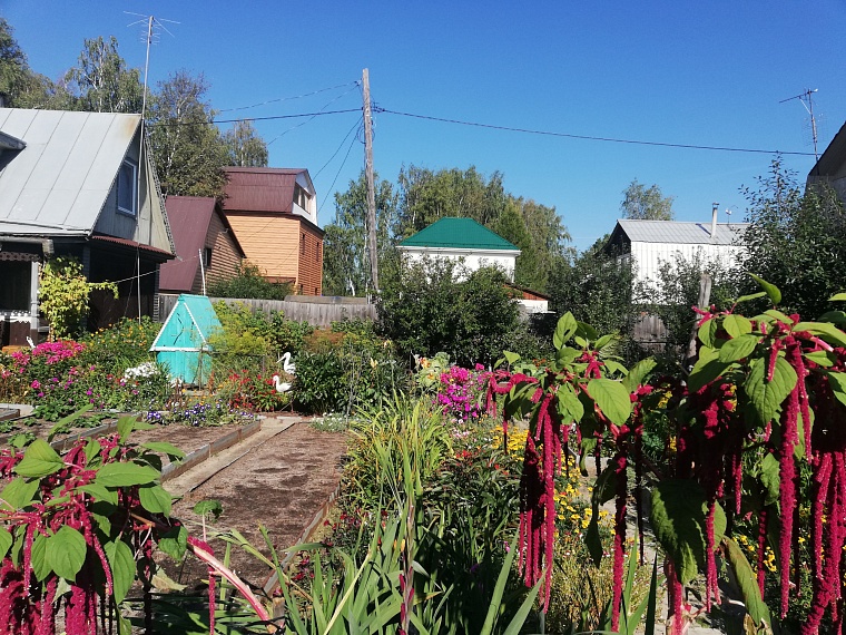 Как тюменским дачникам определить плодородие почвы на даче