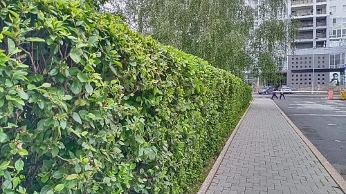 Одну из улиц Тюмени предлагают назвать именем профессора-филолога Николая Фролова