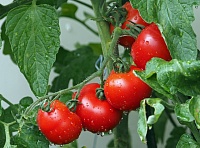 Советы тюменским дачникам: какая подкормка подойдет после пересадки томатов в грунт