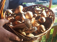Где и какие грибы собирают в июне в Тюменской области