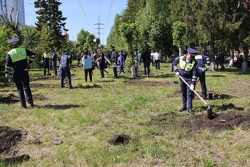 У здания ГАИ в Тюмени высадили аллею яблонь