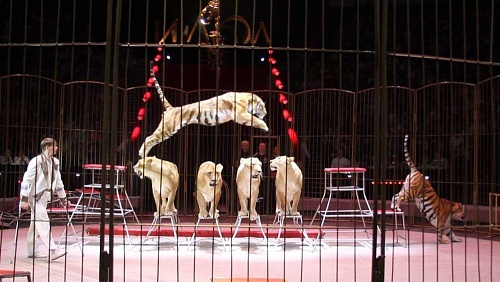 Росгосцирк покажет благотворительные спектакли для медиков