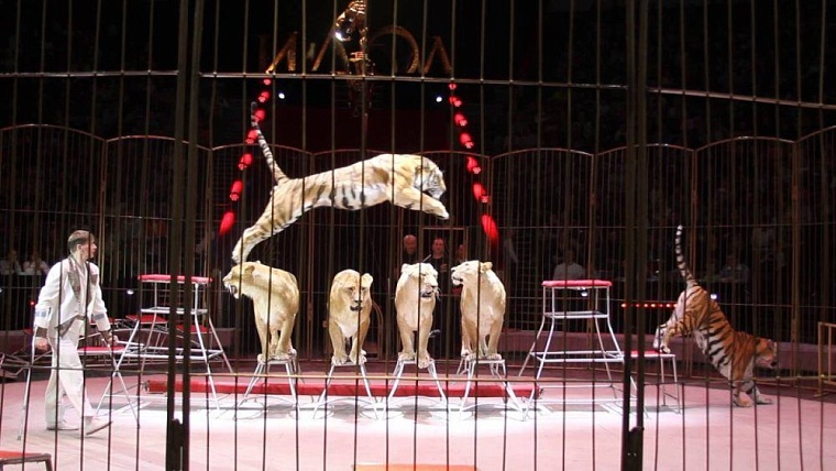 Росгосцирк покажет благотворительные спектакли для медиков