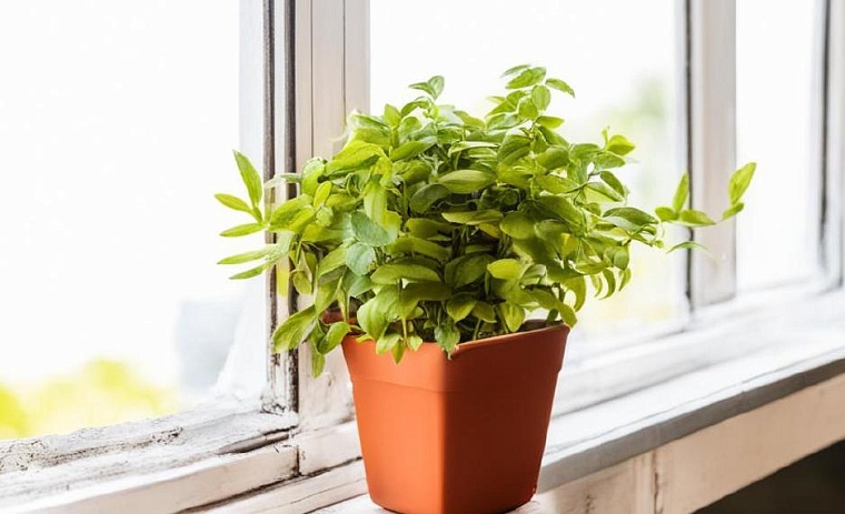 Как бороться с белым налетом на грунте комнатных растений