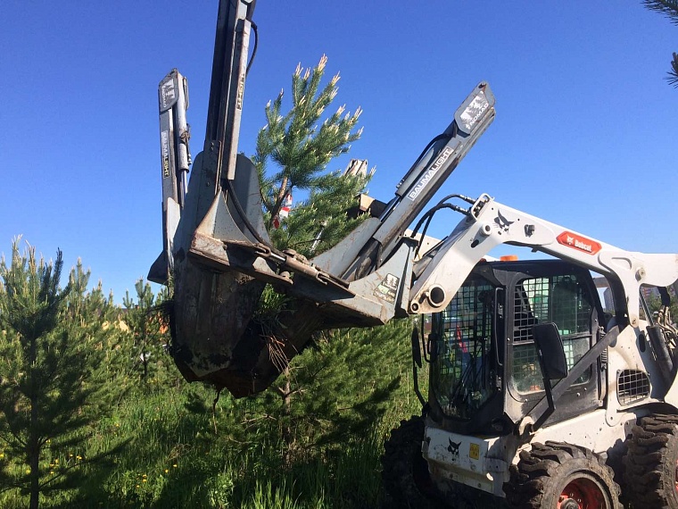 В Тюмени 20 молодых сосен пересадили с места будущей автодороги