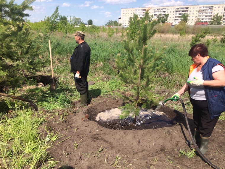 В Тюмени 20 молодых сосен пересадили с места будущей автодороги