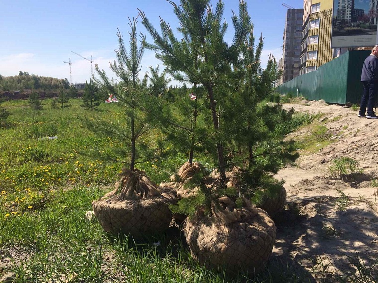В Тюмени 20 молодых сосен пересадили с места будущей автодороги