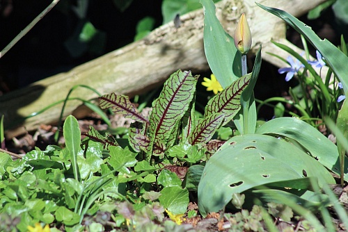 С этого дня рвут первый щавель