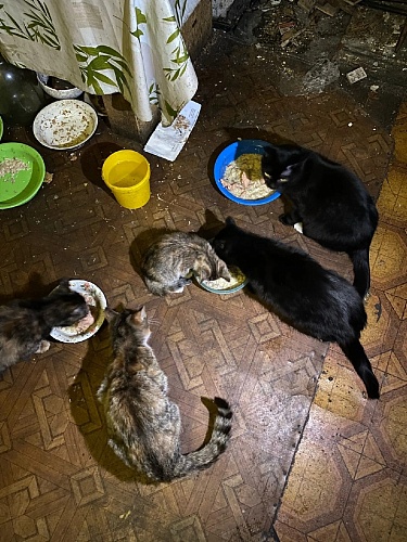 В Тюмени кучу животных бросили в бараке под снос