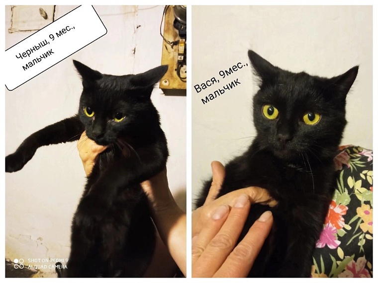 В Тюмени кучу животных бросили в бараке под снос