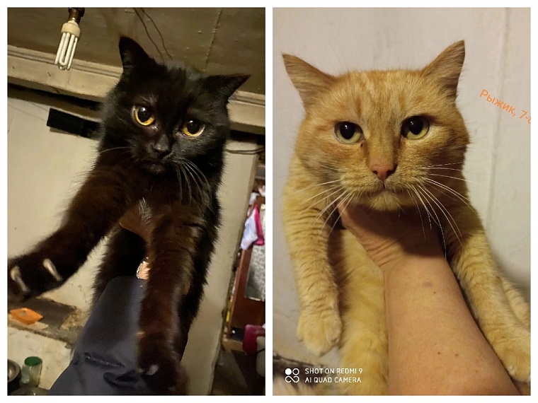 В Тюмени кучу животных бросили в бараке под снос