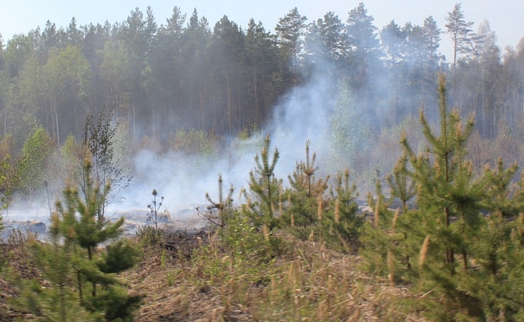 В Тюменской области продлили запрет на посещение лесов