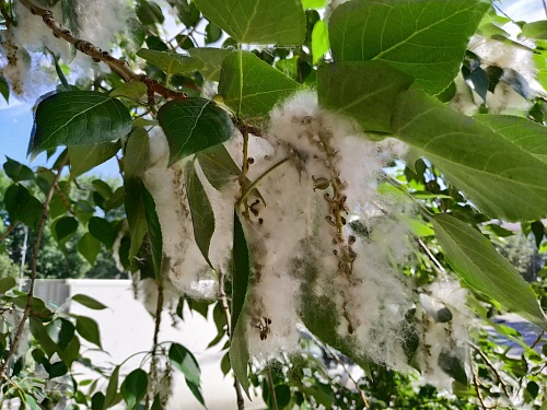 Из-за тополиного пуха в детских садах Тюмени могут отменить прогулки