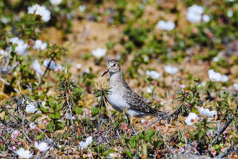 «Мессояханефтегаз» провел исследование флоры и фауны на Гыдане
