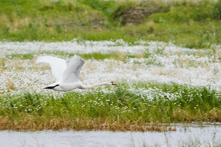 «Мессояханефтегаз» провел исследование флоры и фауны на Гыдане
