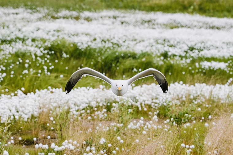 «Мессояханефтегаз» провел исследование флоры и фауны на Гыдане