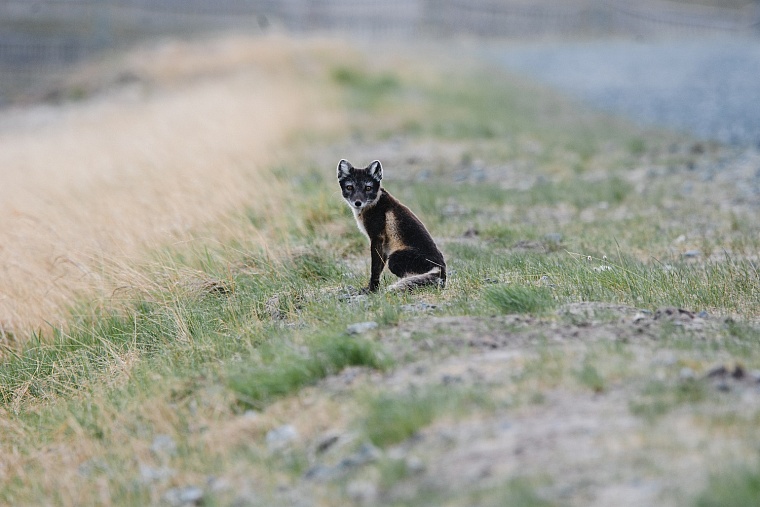«Мессояханефтегаз» провел исследование флоры и фауны на Гыдане