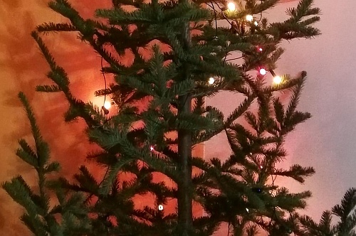 Россиянам рассказали, как подготовить новогоднюю ель к сдаче на переработку