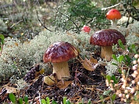 После дождей начинают расти грибы