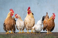 Жителям области компенсируют по рыночной стоимости изъятую в связи с птичьим гриппом домашнюю птицу